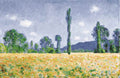 Poppy Field