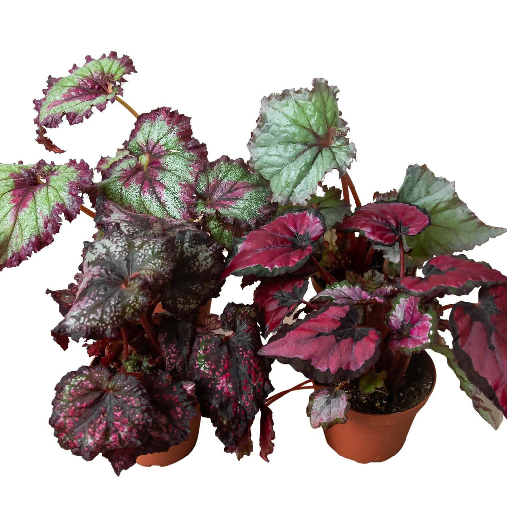 Begonia 'Rex' - 4 Pack Variety-4" Pot