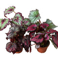 Begonia 'Rex' - 4 Pack Variety-4" Pot