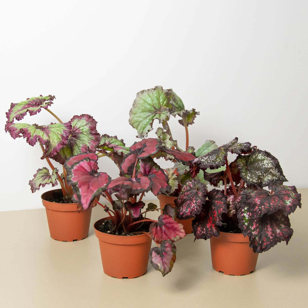 Begonia 'Rex' - 4 Pack Variety-4" Pot