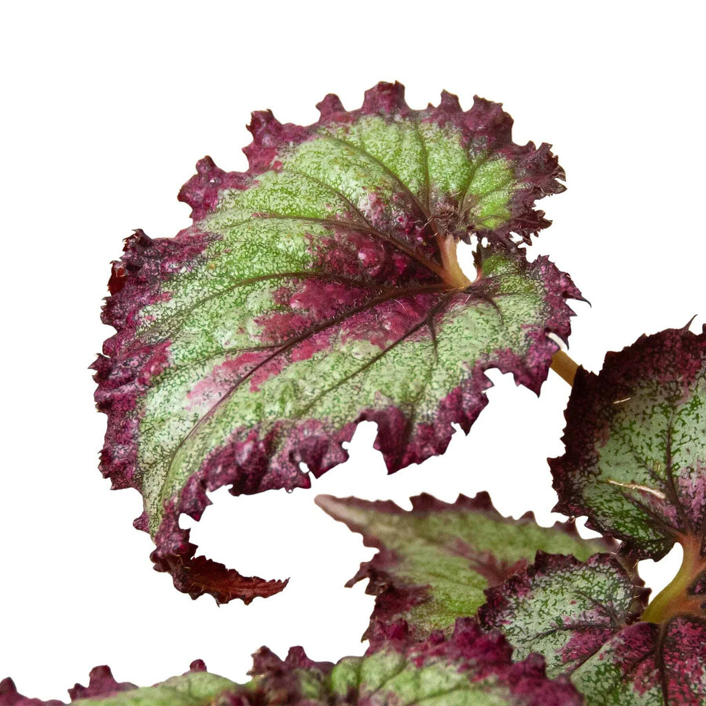 Begonia 'Rex' - 4 Pack Variety-4" Pot