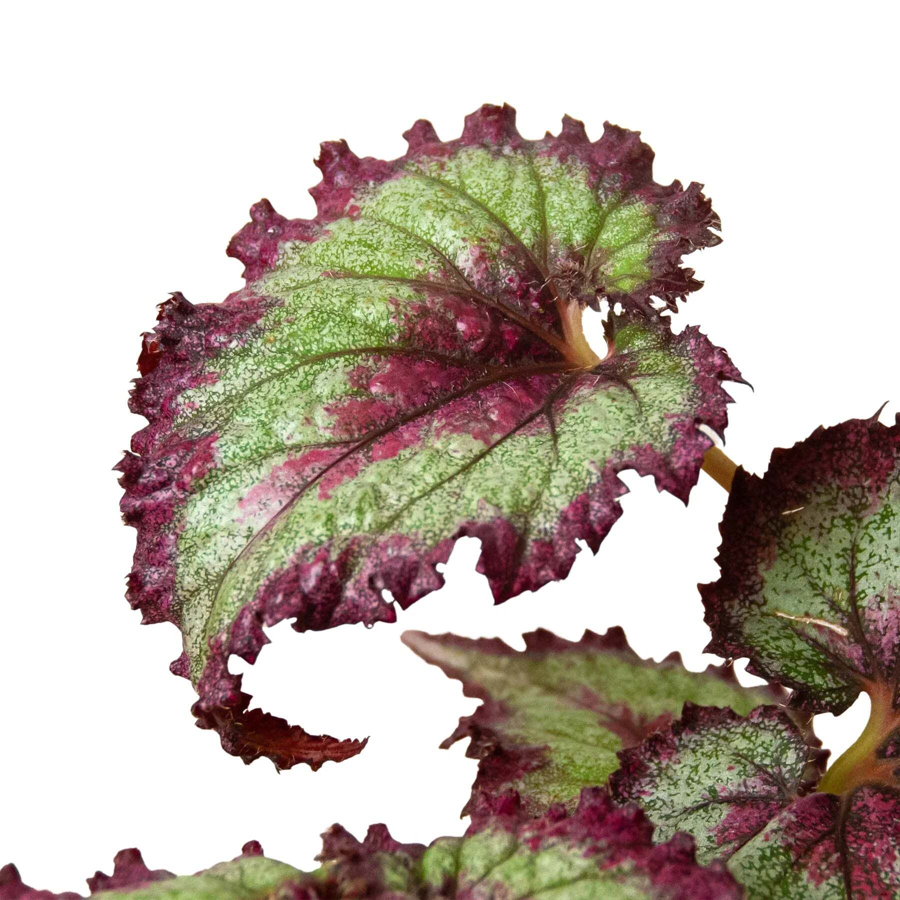 Begonia 'Rex' - 4 Pack Variety-4" Pot