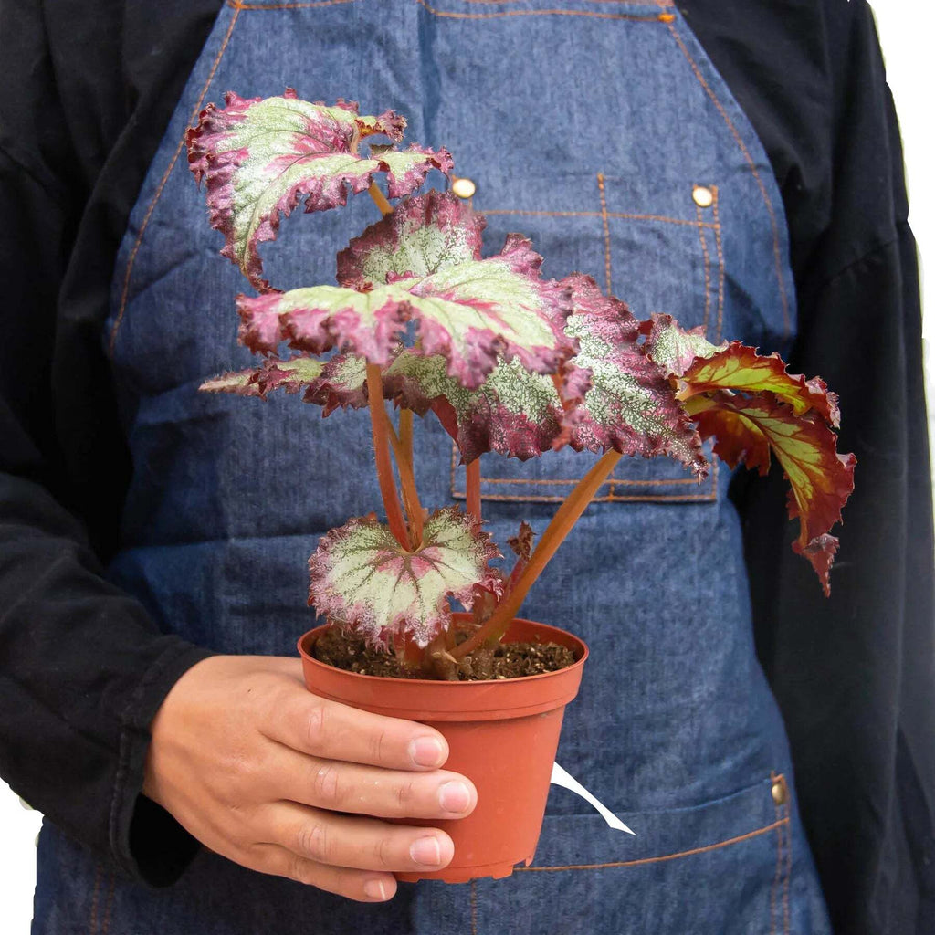 Begonia 'Rex' - 4 Pack Variety-4" Pot