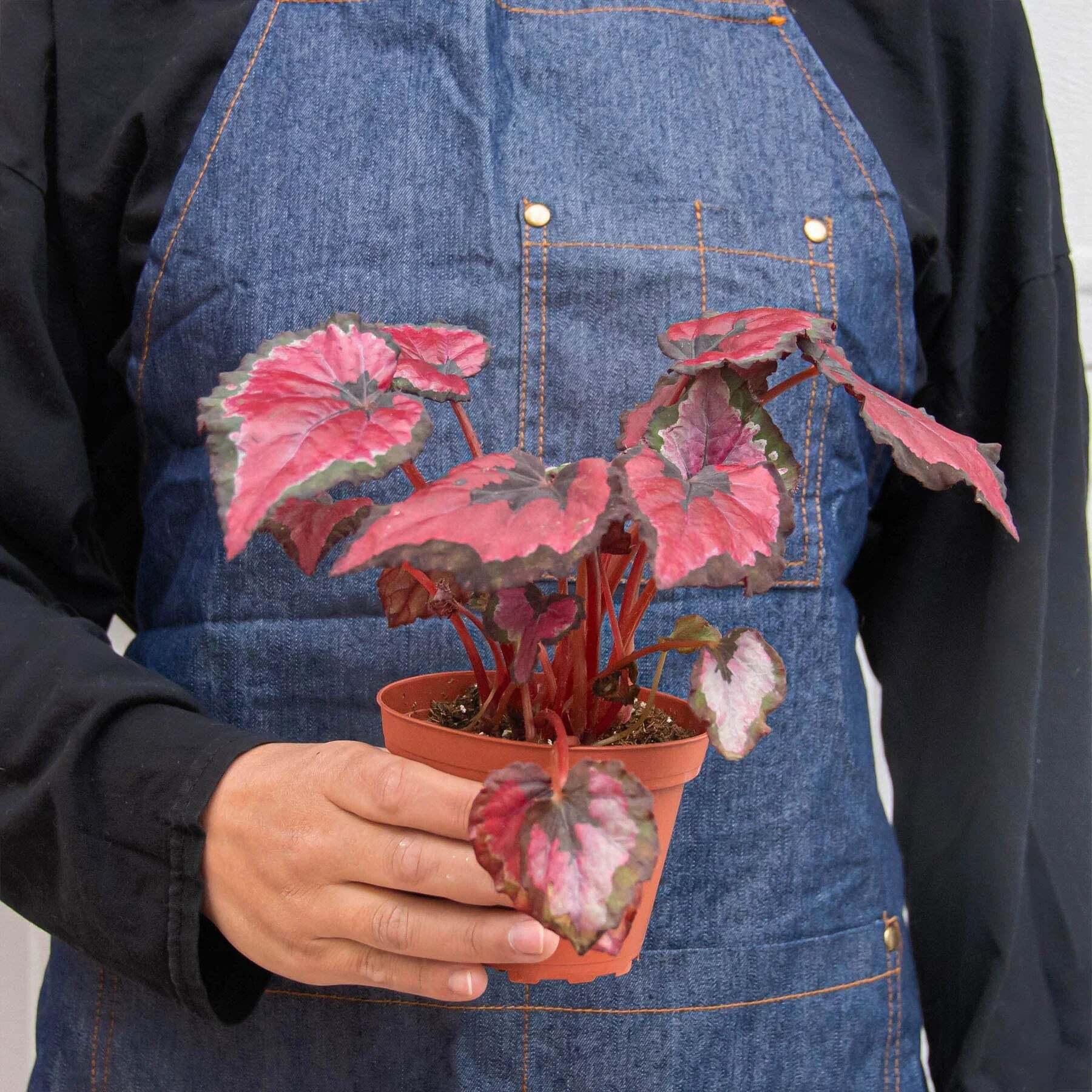 Begonia 'Rex' - 4 Pack Variety-4" Pot