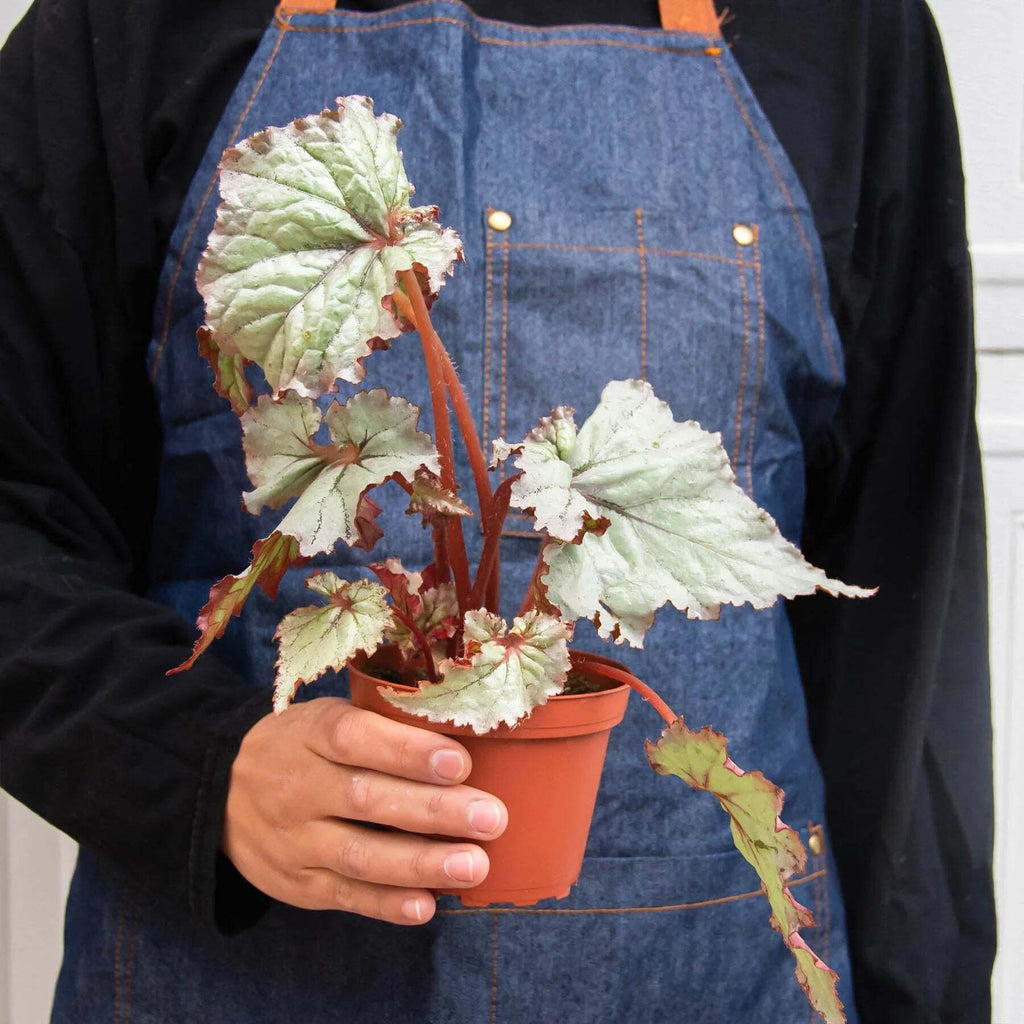Begonia 'Rex' - 4 Pack Variety-4" Pot